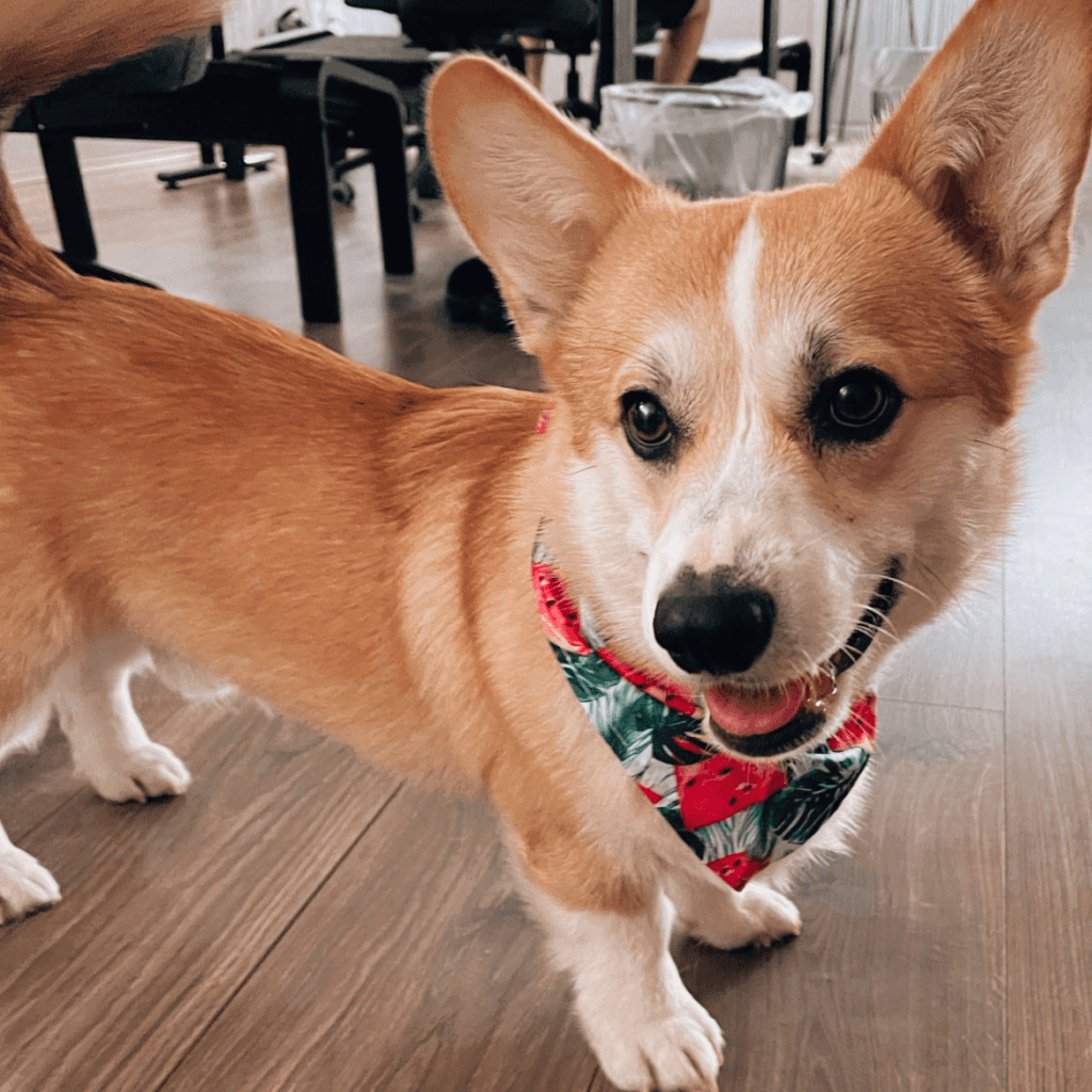 Sharc's Office dog - Mojito the corgi