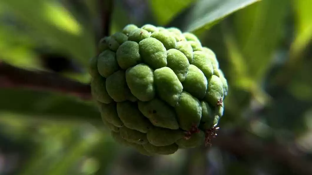 Custard apple for diabetics