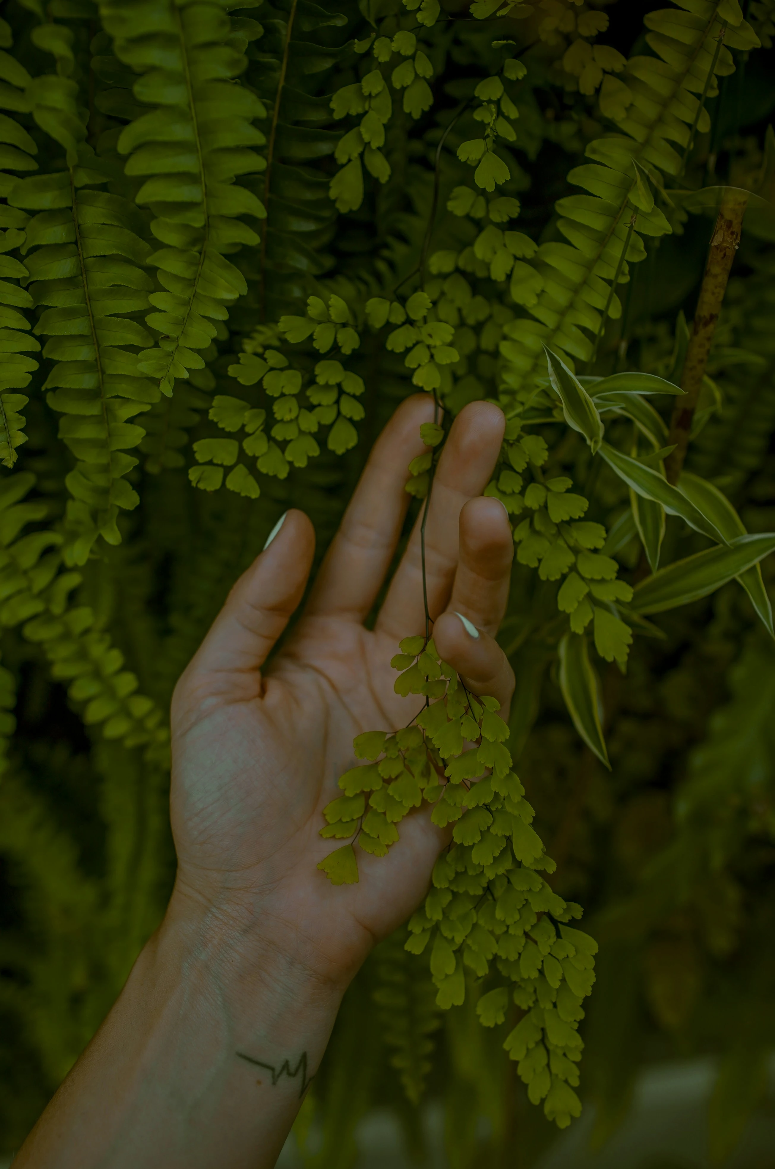 and touching delicate fern leaves, symbolizing healing through connection, presence, and relationship in a technology-driven world