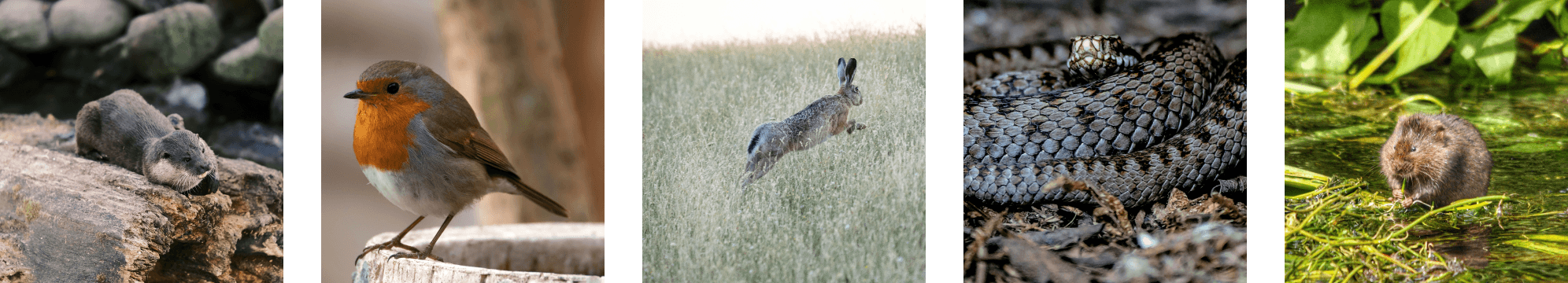five images of UK wildlife. Otter, robin, hare, adder, vole