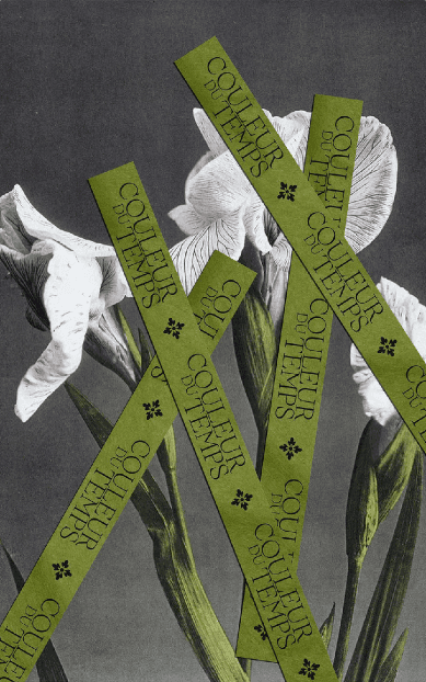 Iris blancs élégants aux feuilles vertes allongées, surmontés de bandes diagonales vertes portant le texte 'Couleur du Temps', sur un fond gris nuancé, créant une composition graphique contemporaine.