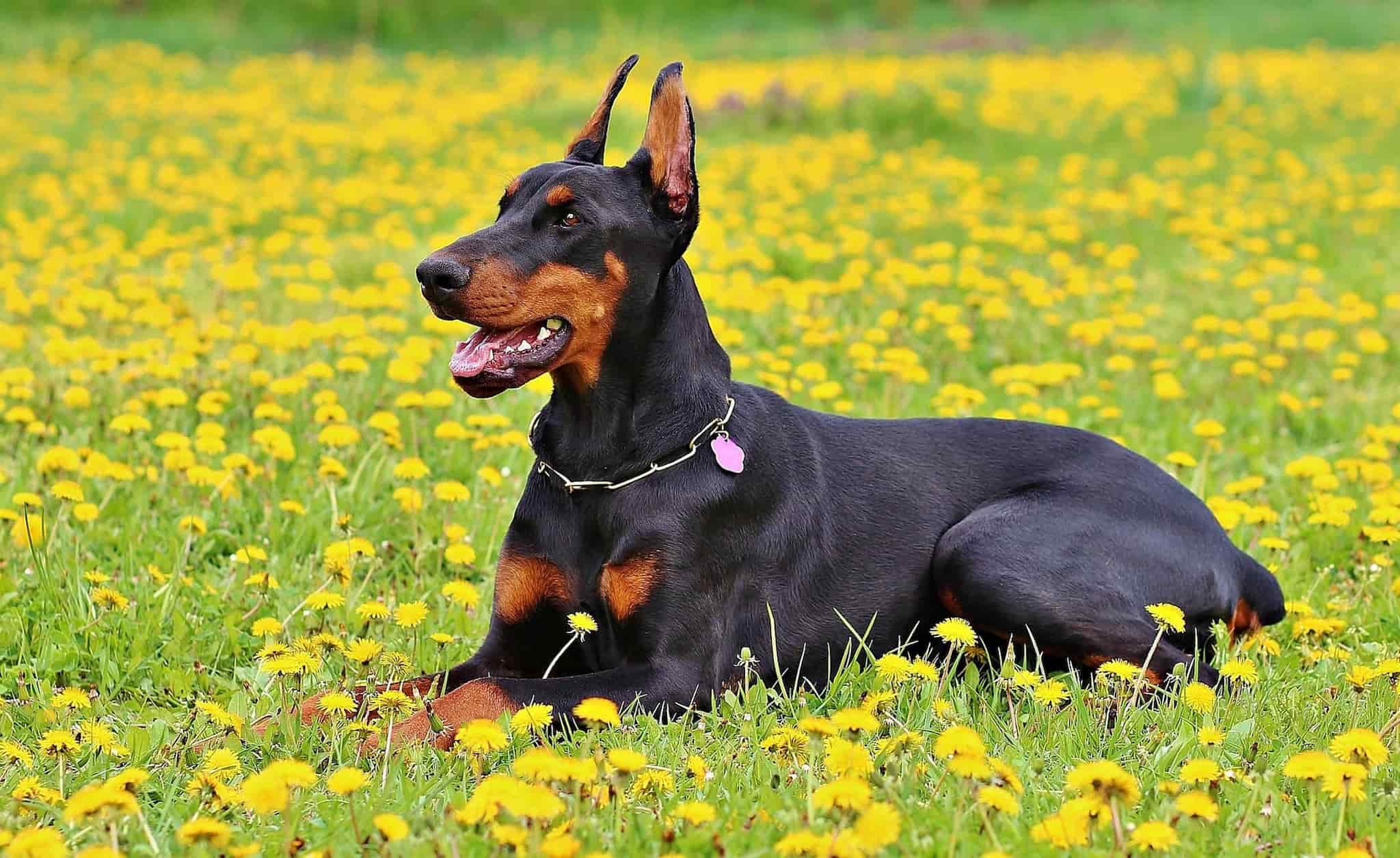 A Doberman is lying down on green grass with yellow flowers.