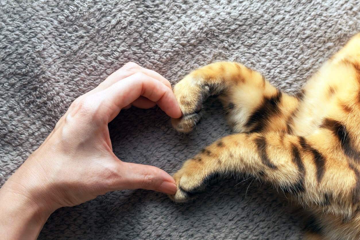 human hand and cat paw forming a heart