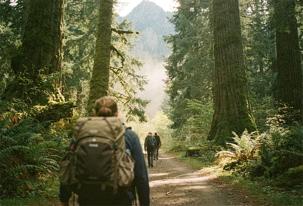 Hiker on a trail through towering old growth forest