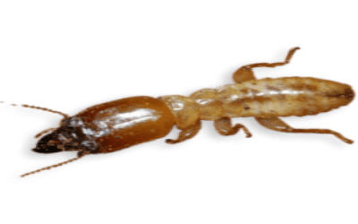 Cupim de madeira seca