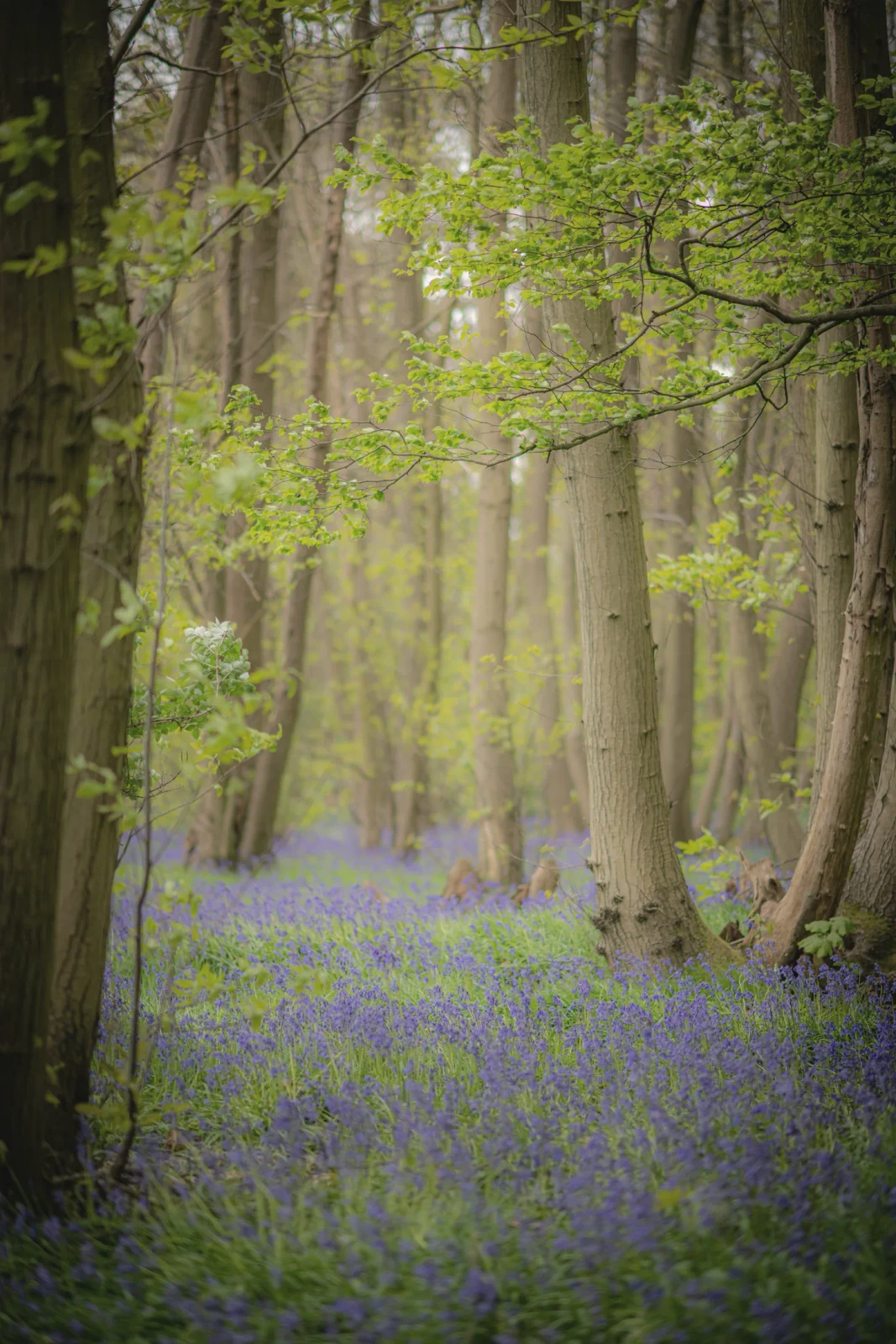 Spring: bluebell wood