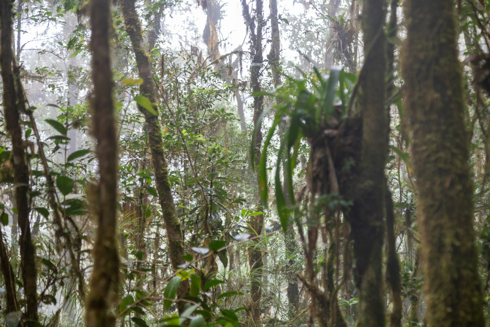Cloud forest trail