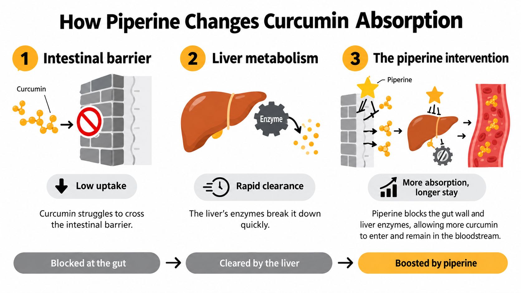 A diagram explaining how piperine increases curcumin absorption by blocking intestinal walls and inhibiting liver enzymes.