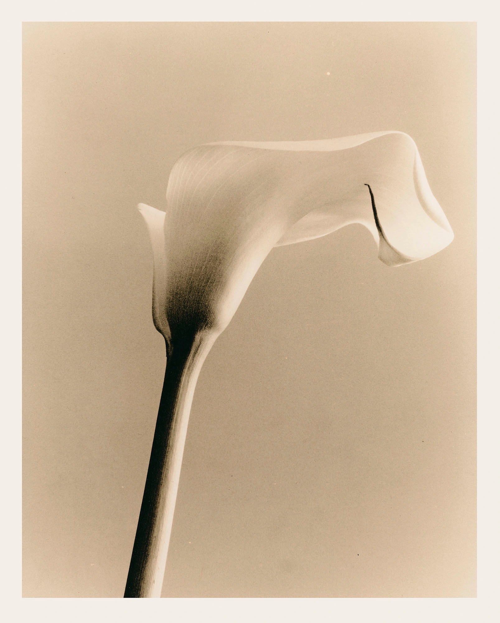 Minimal cream-toned photograph of a sculptural white flower form.