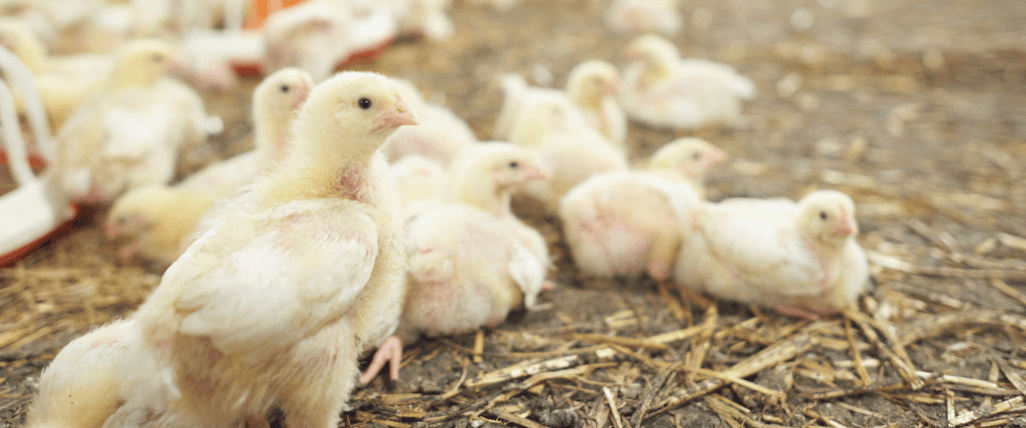 poultry farm