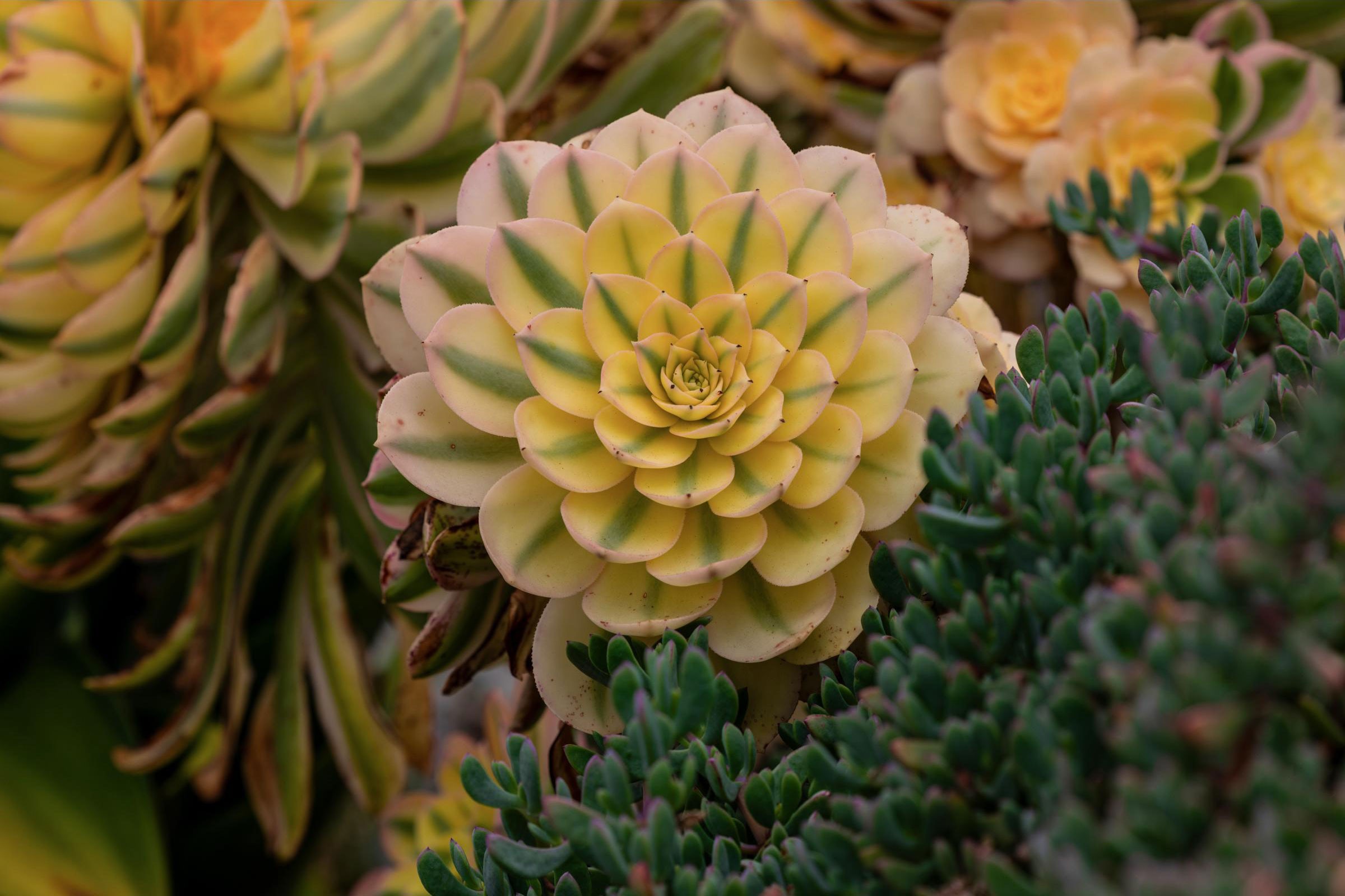 Aeonium Succulent