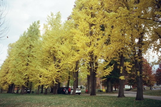 Row of golden yellow ginkgo trees in a park during autumn