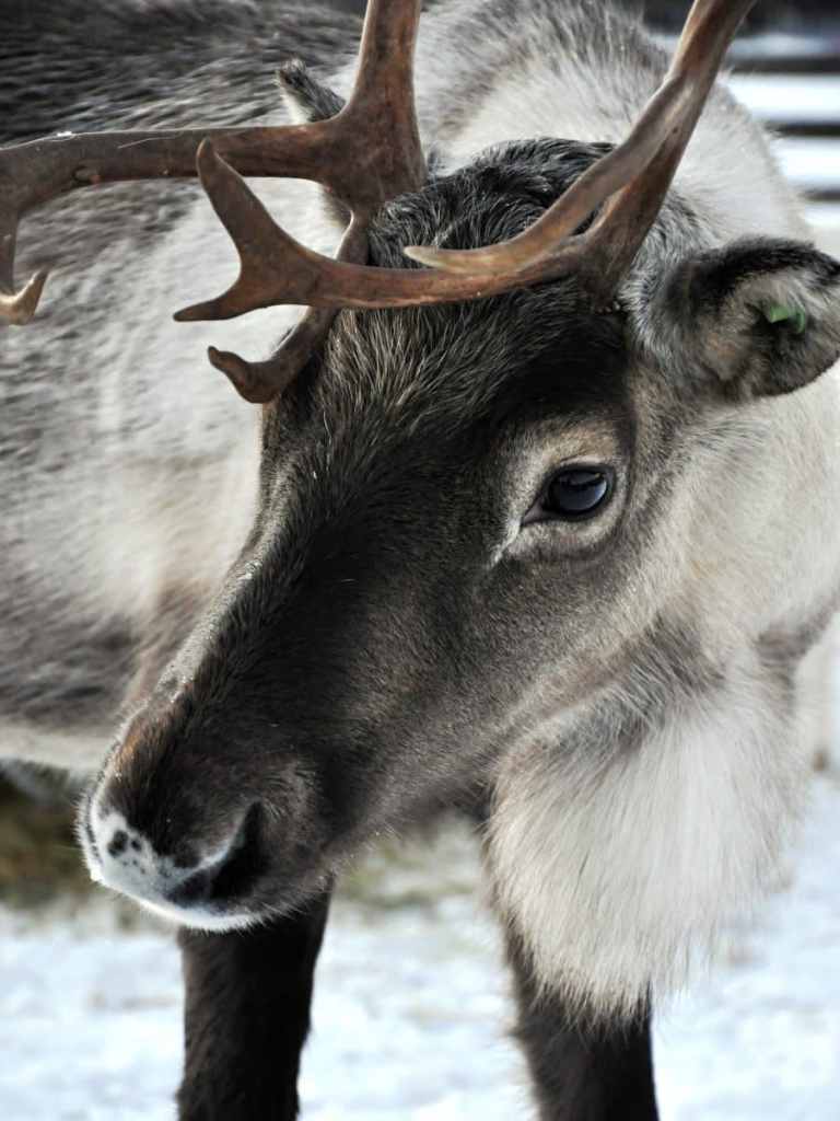 Reindeer Lapland