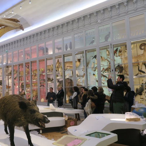 People observing animal displays inside a natural history museum, with a wild boar model in the foreground.