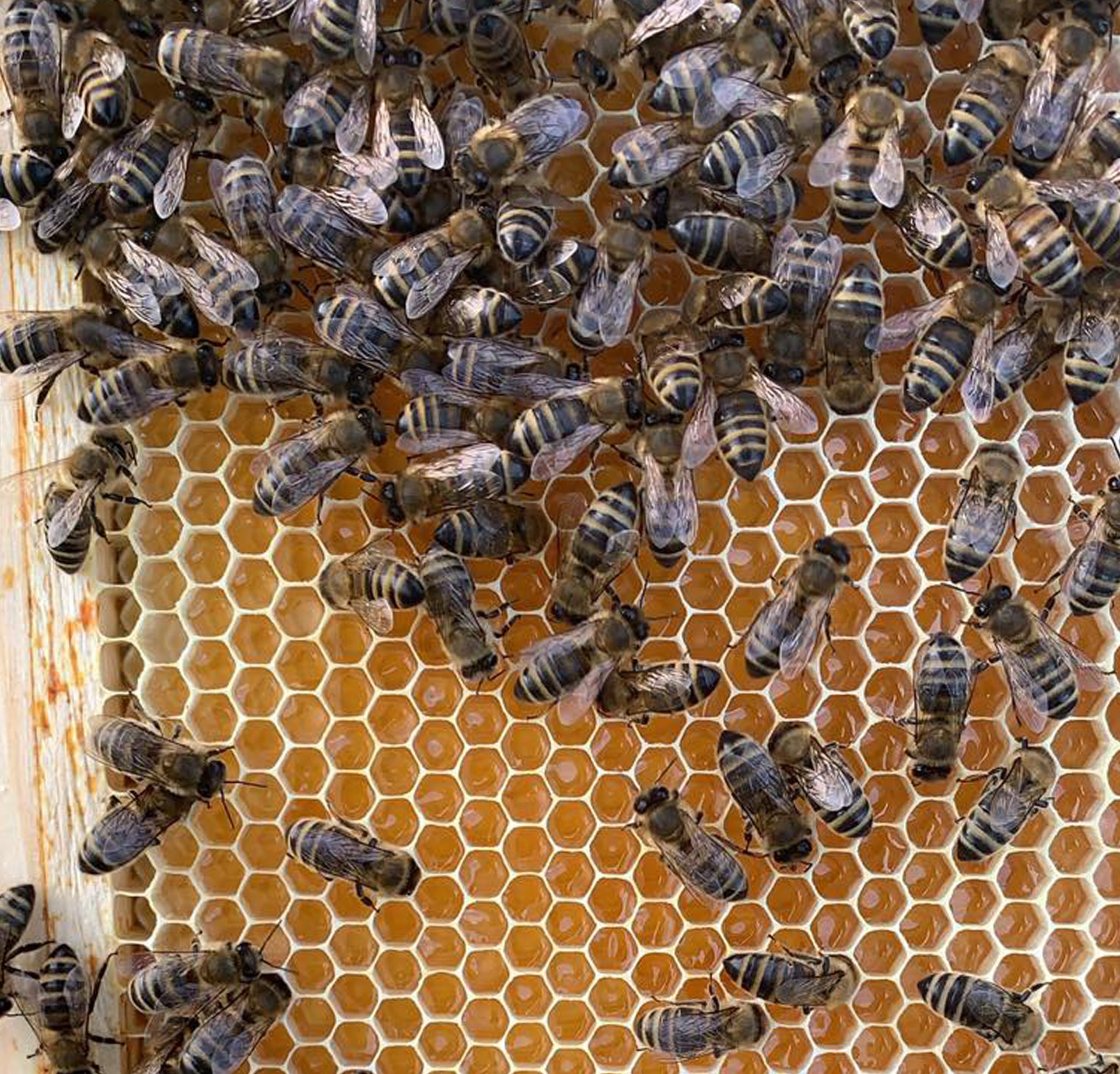 Bees from Olly's Farm producing the best honey which is getting supplied to As One Restaurant Dublin