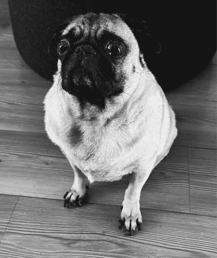 Bonnie uan de las mascotas de bettter