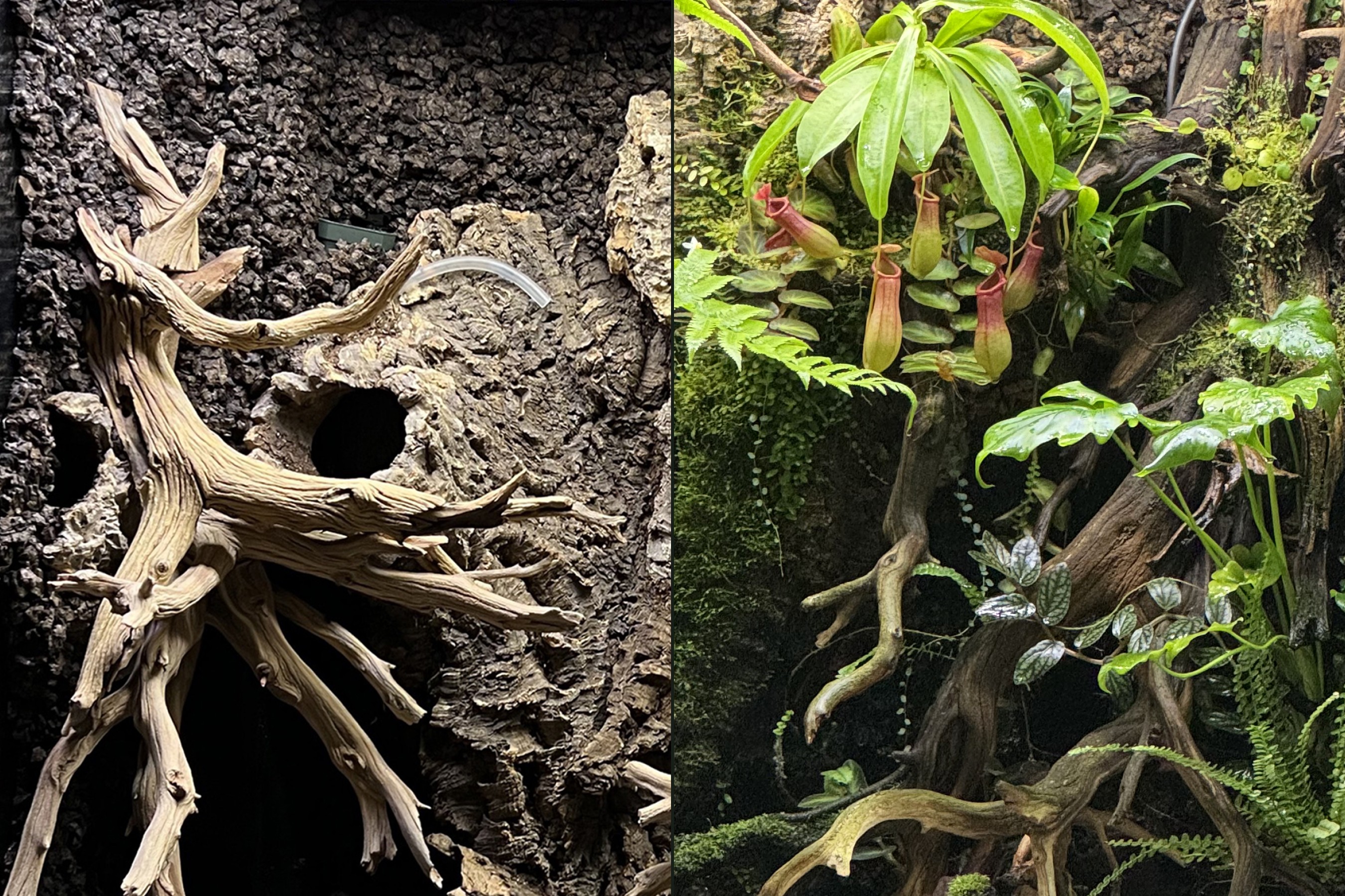 Split image of a vivarium before and after planting