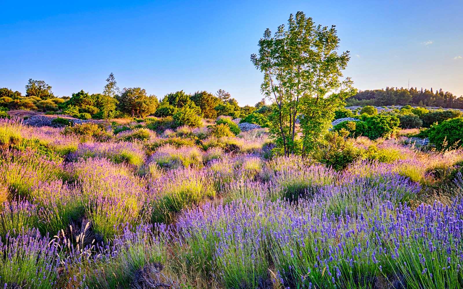 Lavender fields on Hvar Island during a full day boat cruise from Trogir.