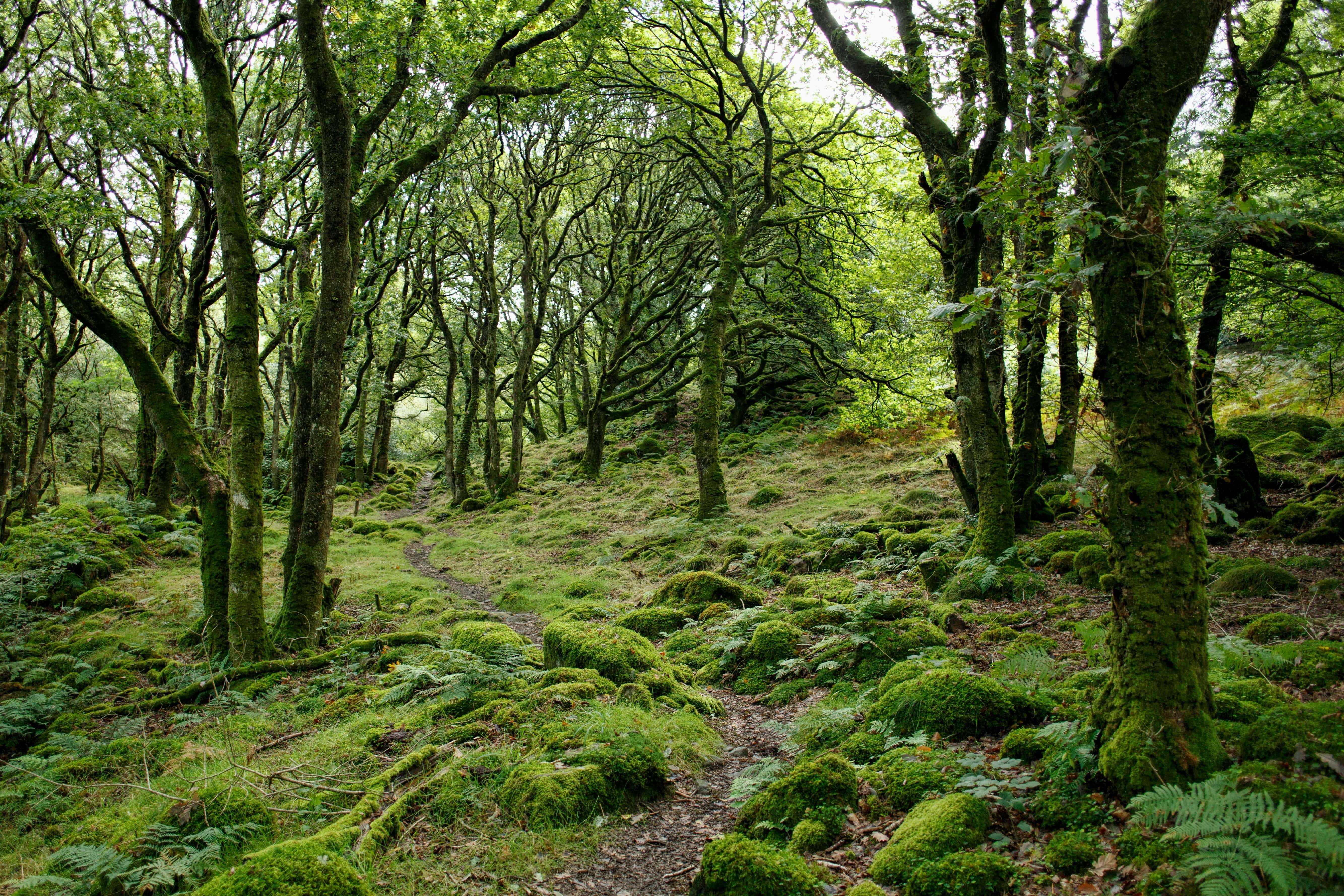 Wild and mossy forest