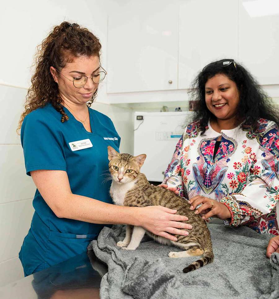 A veterinarian is checking a cat's condition while talking to a pet owner about her cat's allergies.