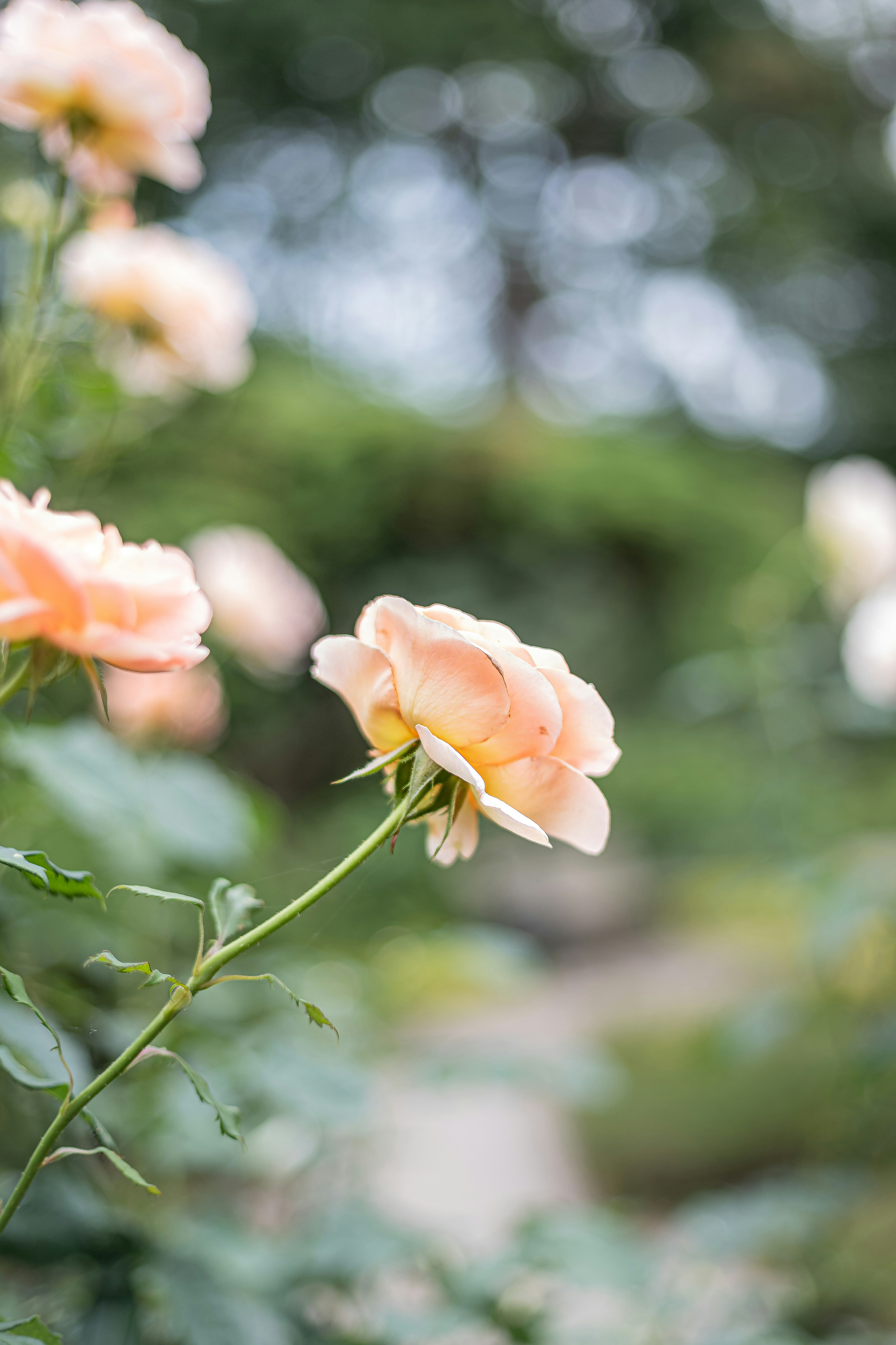 Rustige bokeh