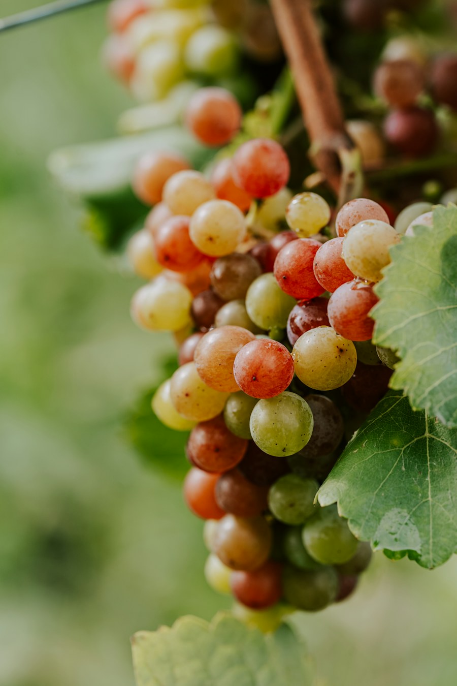 Close-up of a grape cluster changing color from green to red on the vine