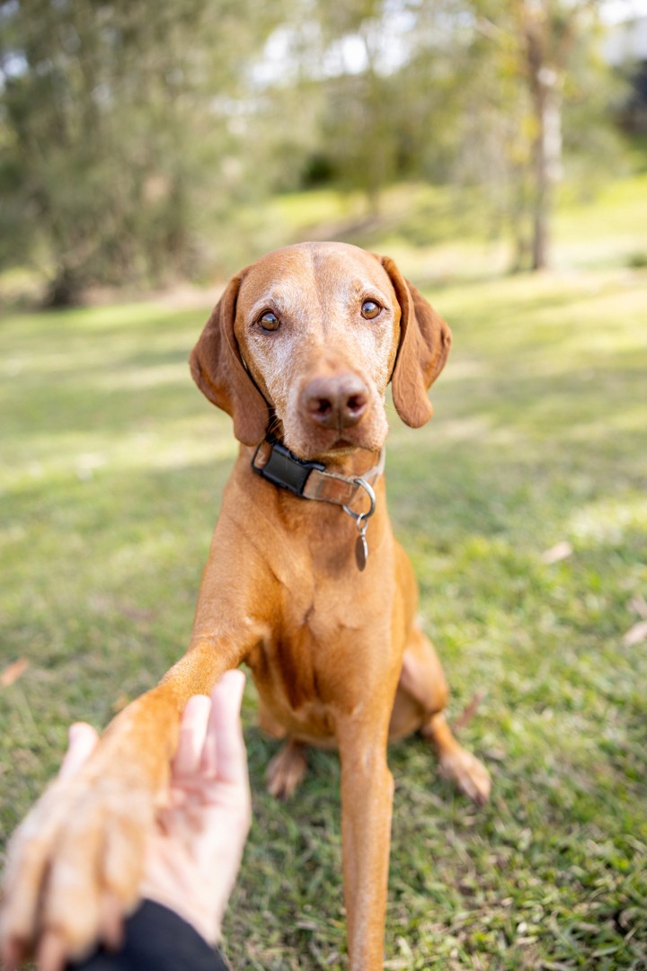 Hungarian viszla shaking paw