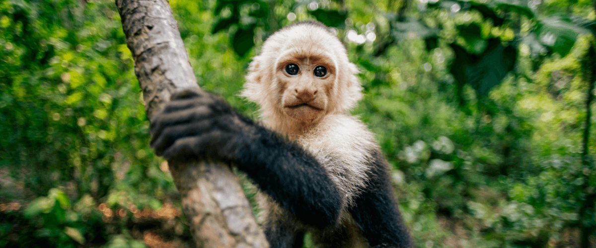 Monkey in Costa Rica