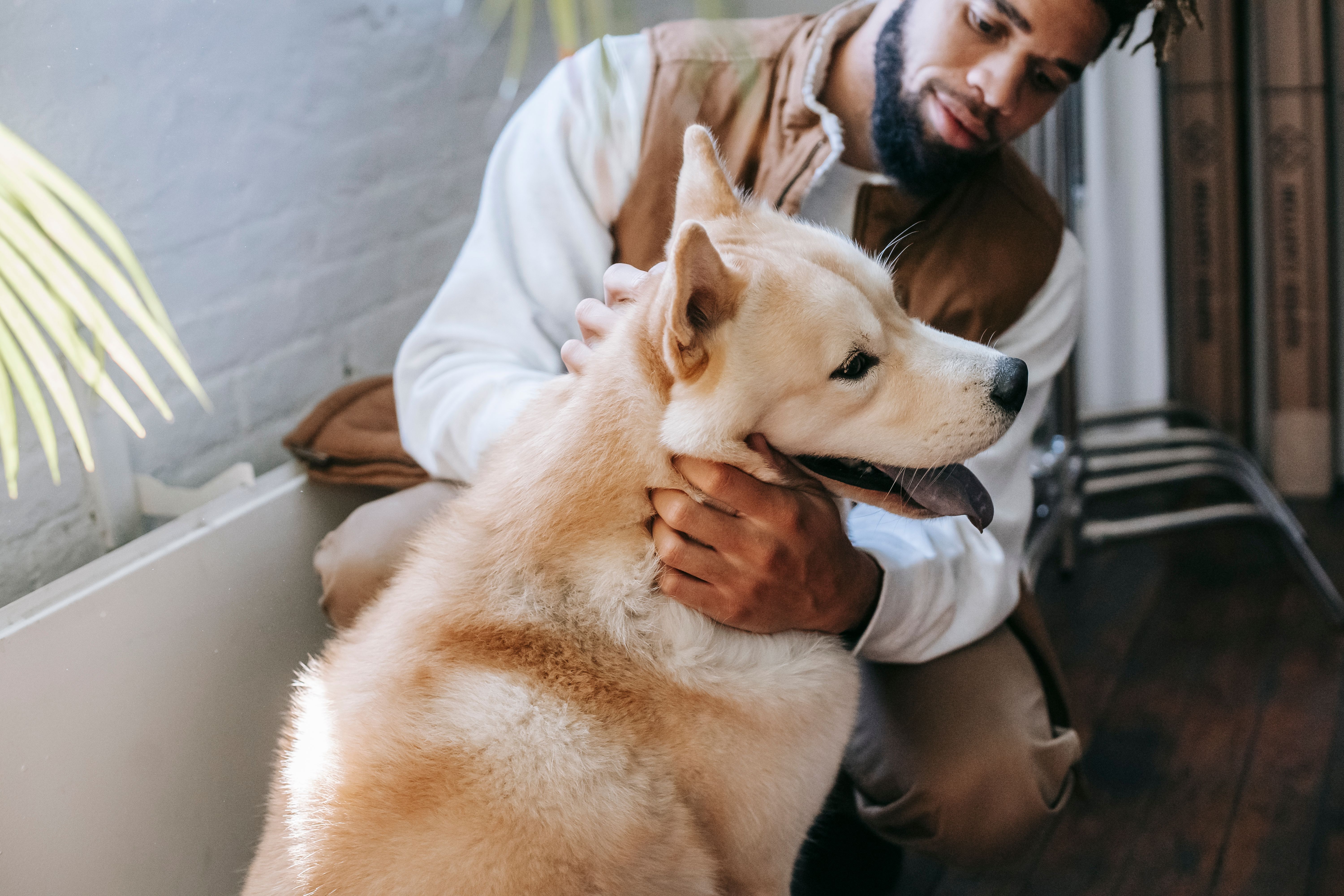 Canine Business Etiquette: Networking with Noses