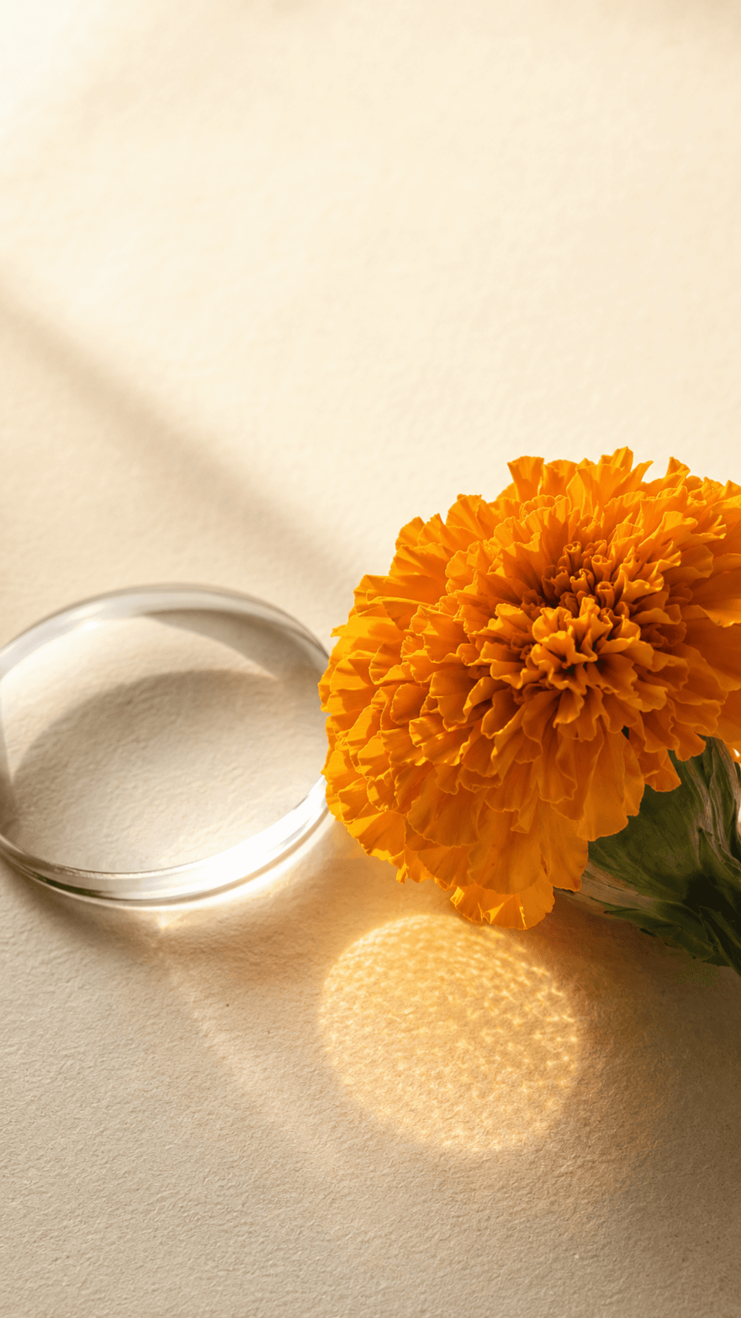 Tagetes erecta refracting light into a small macula-like field