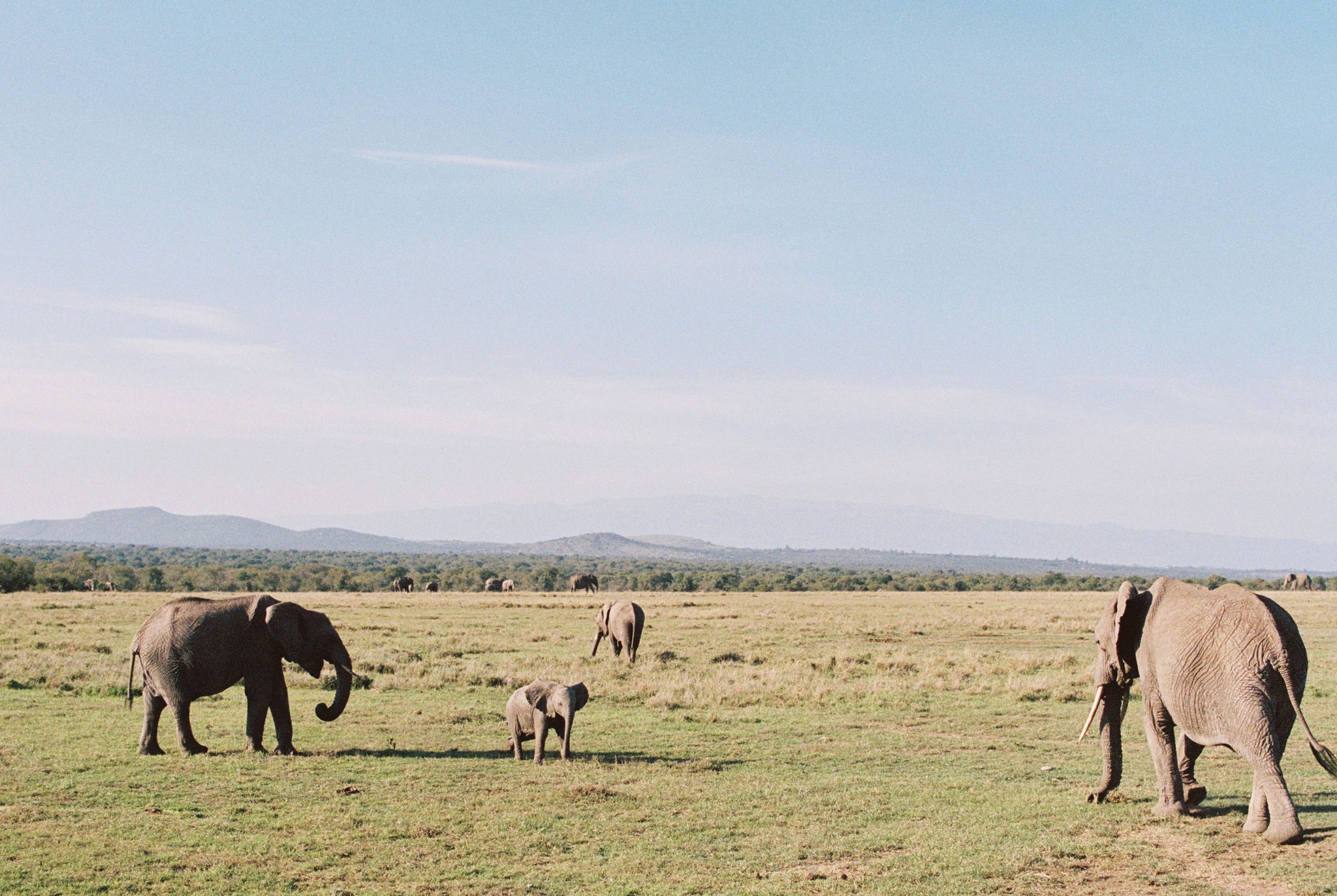 elephant safari kenya, kenya safari retreat yoga wellness 2025