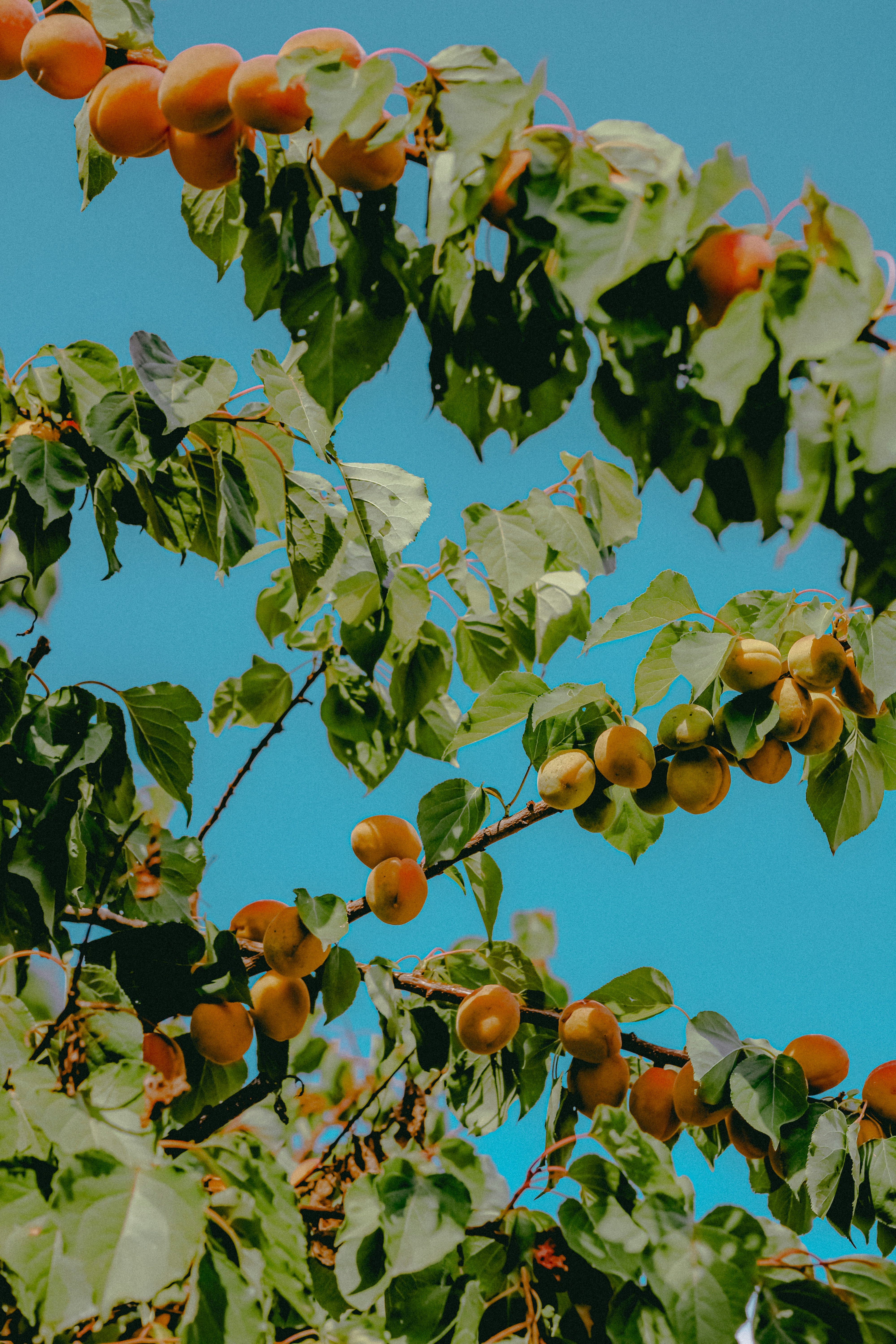 Apricots ripen on a tree branch against blue sky.