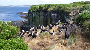 Auckland Islands