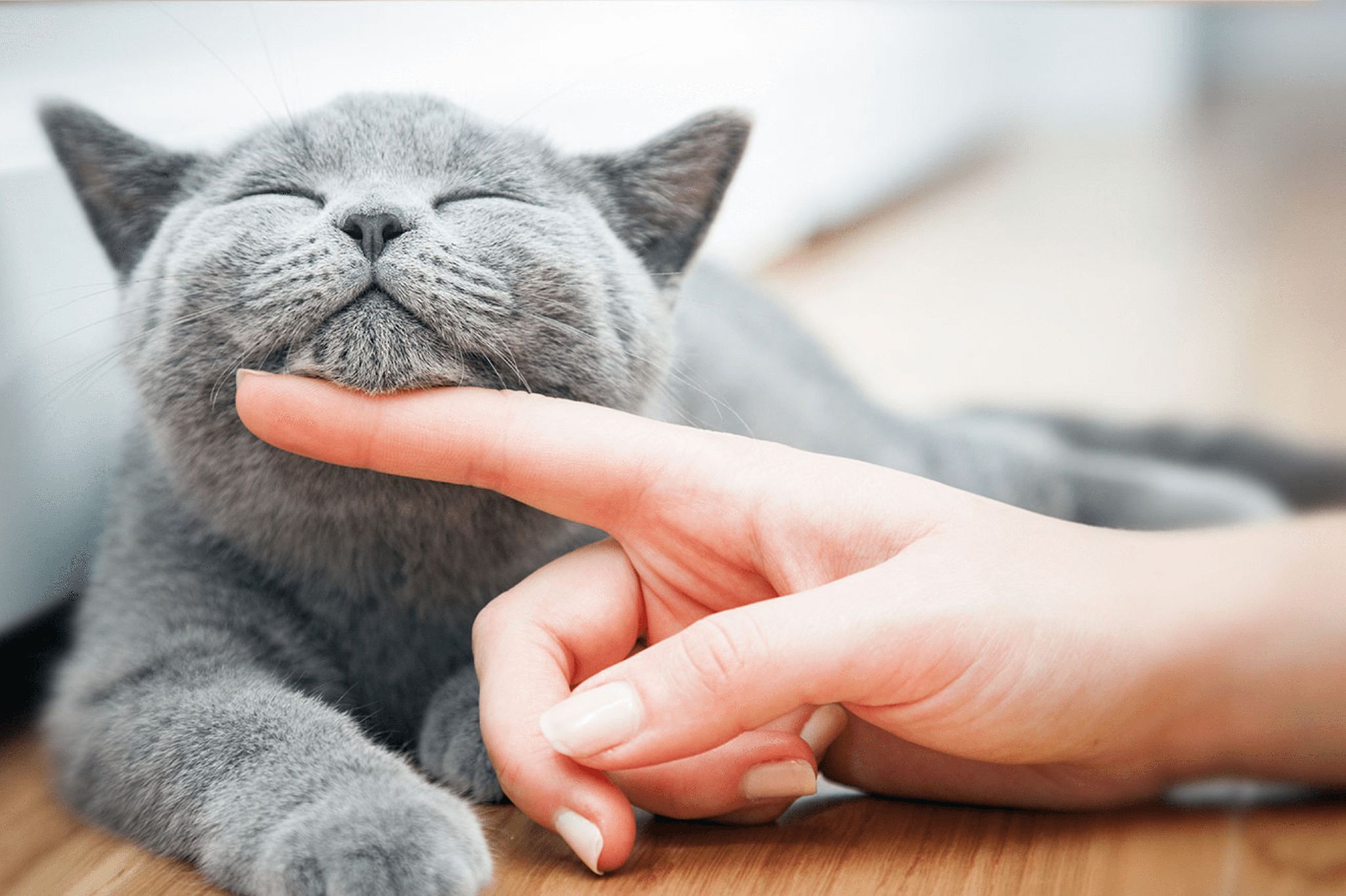 A person is petting a gray cat on its chin while it lies down.