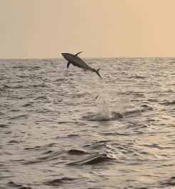 Oman, tun, yellowfin, popper, kastefiskeri, båd