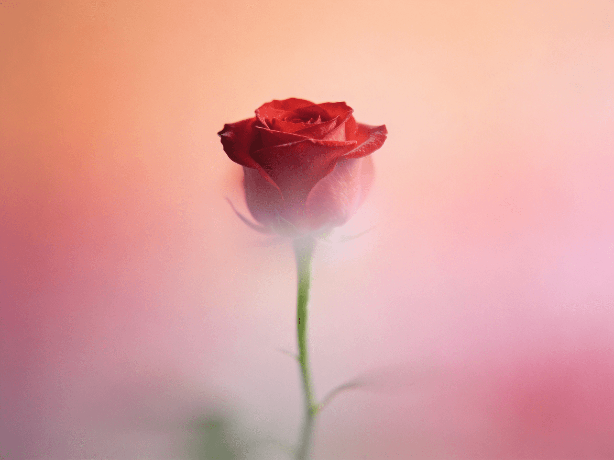 Purple Flower