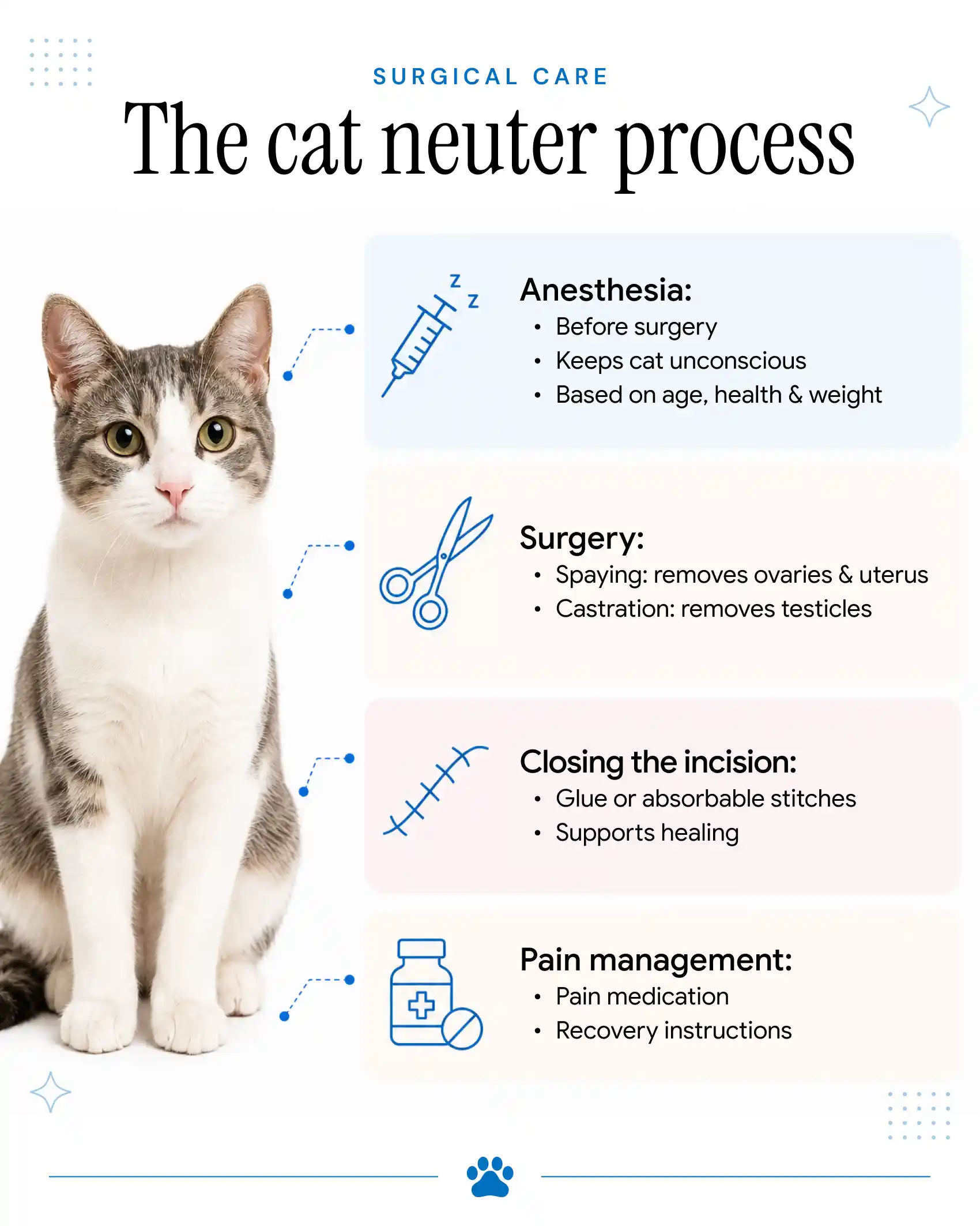 An infographic showing the process of spaying a cat.