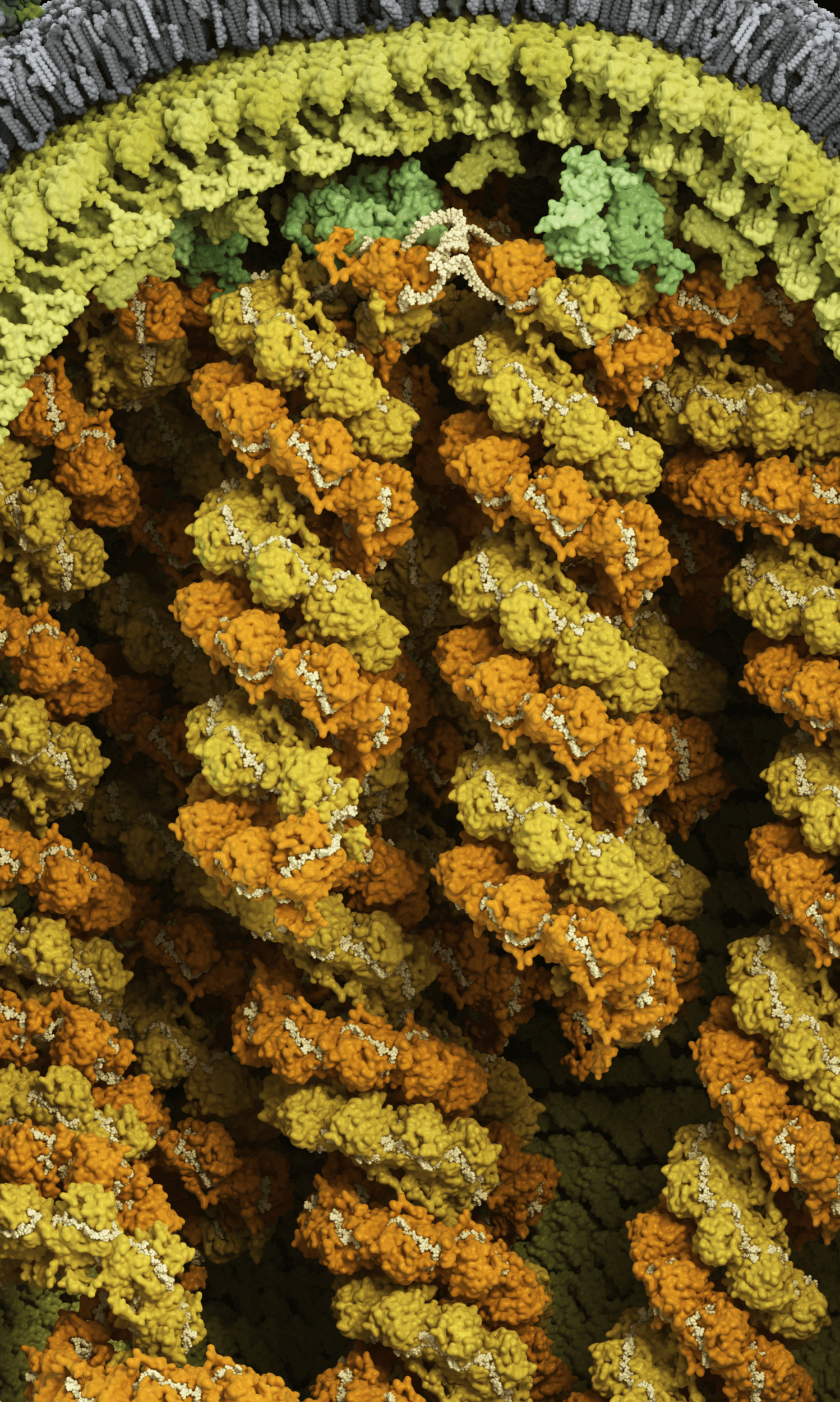 Genome surrounded by matrix and membrane
