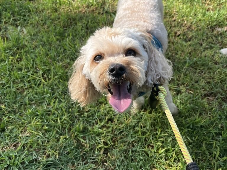 Happy dog on leash during private walk in Capistrano Beach, Orange County