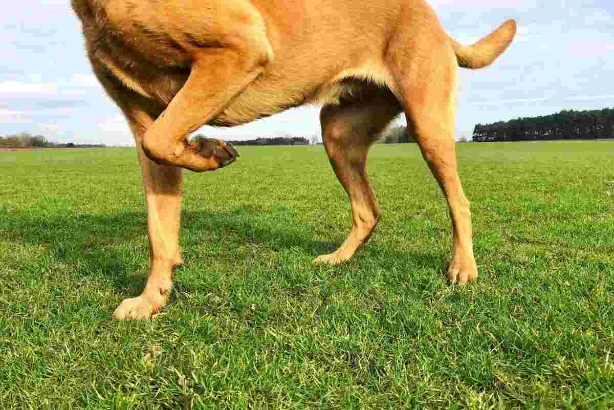 dog leg limping