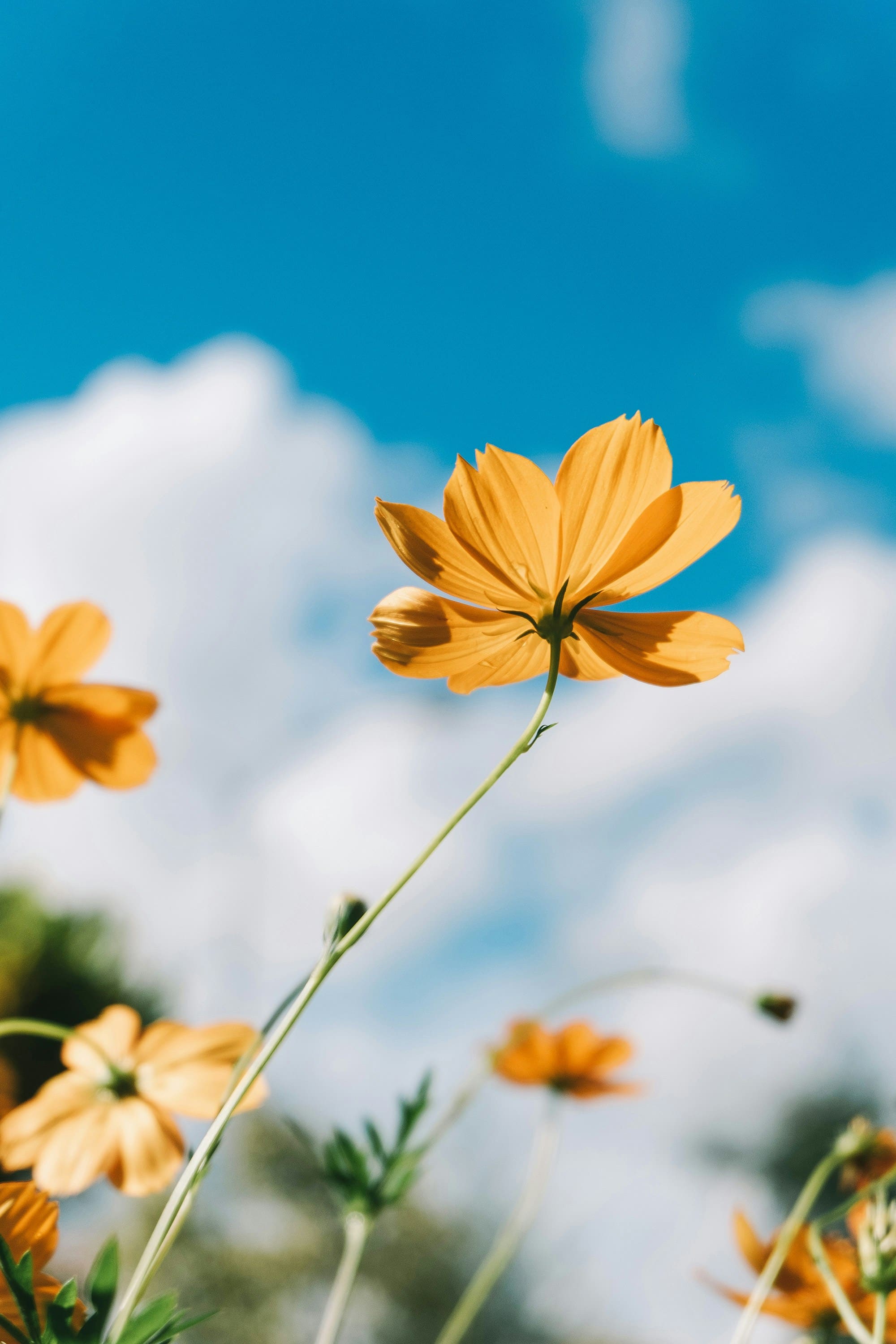 Orange cosmos flowers against a blue sky