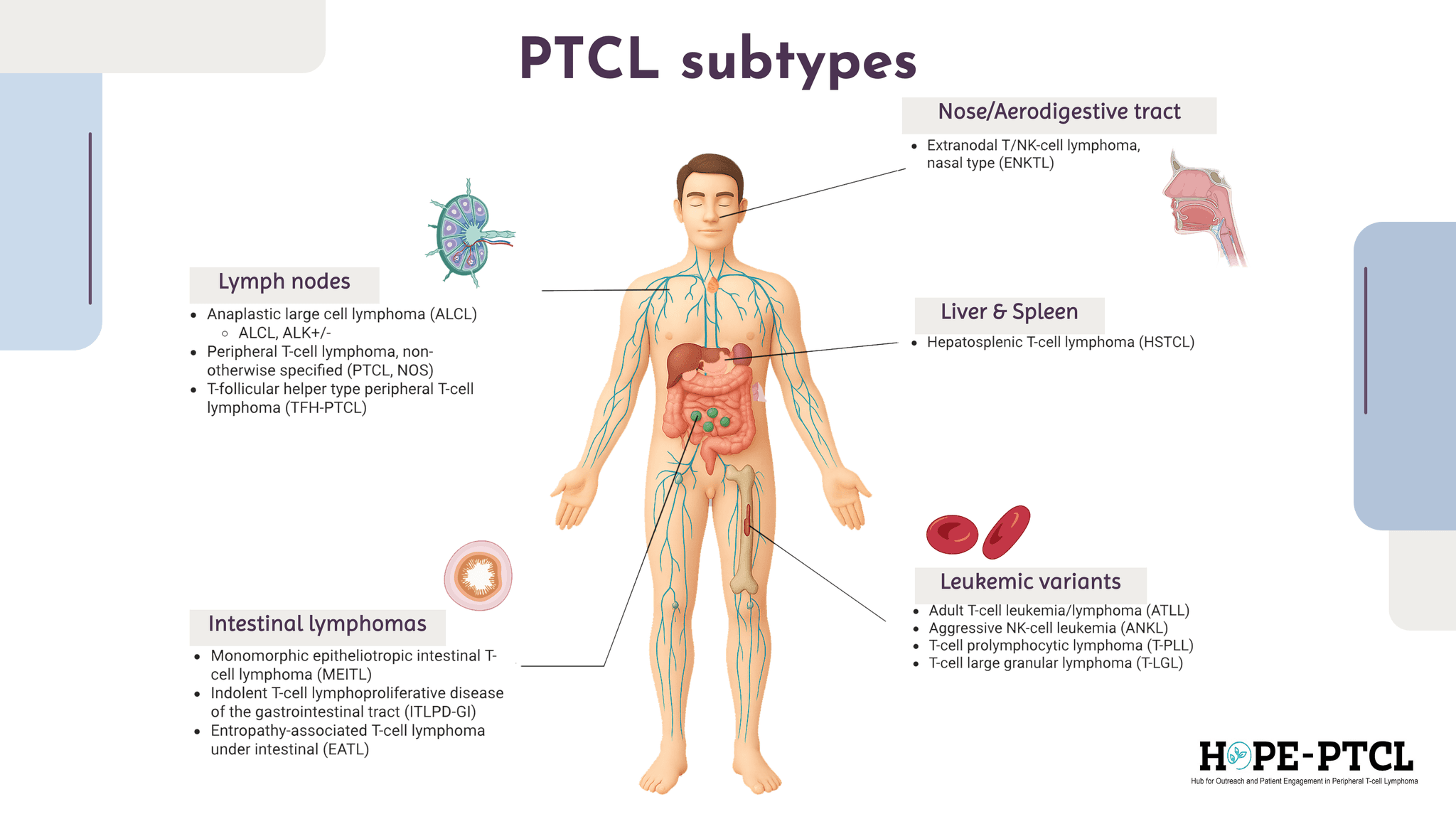 lymphatic system