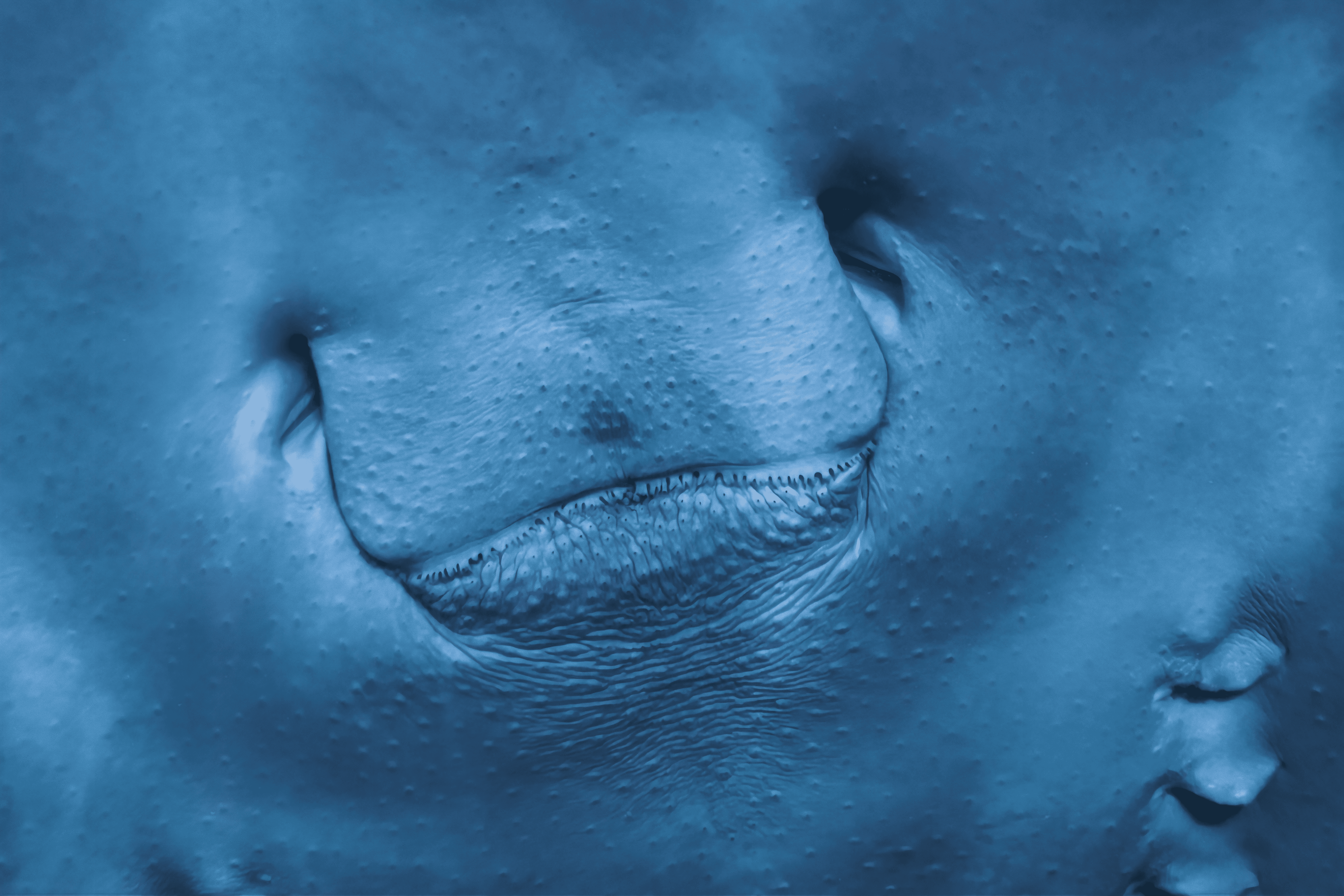 Underwater Creature