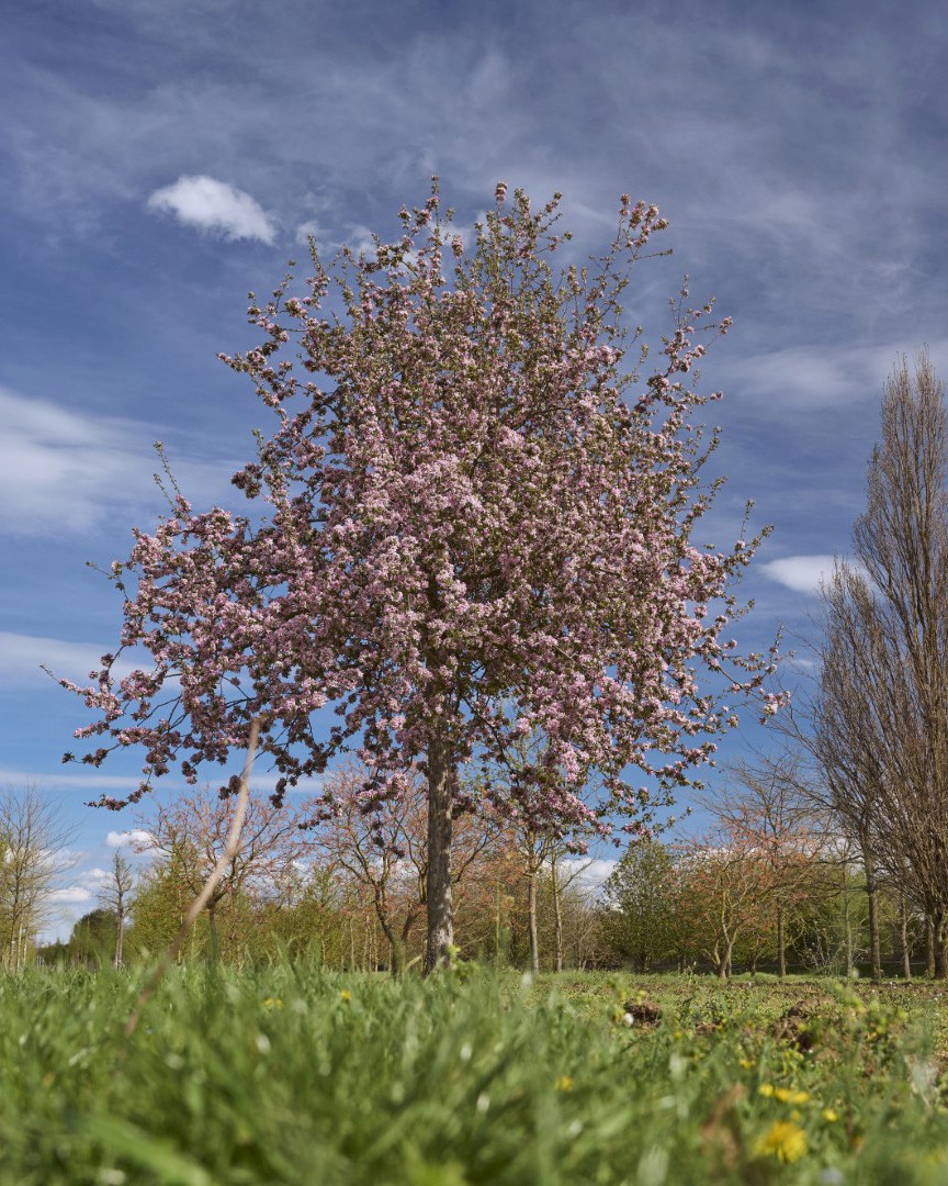Malus ‘Hopa’ mit locker verzweigter Krone und zahlreichen rosafarbenen Blüten zwischen frischem grünem Laub.