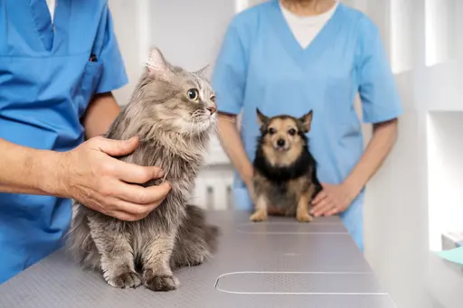 Gato e cachorro no veterinário