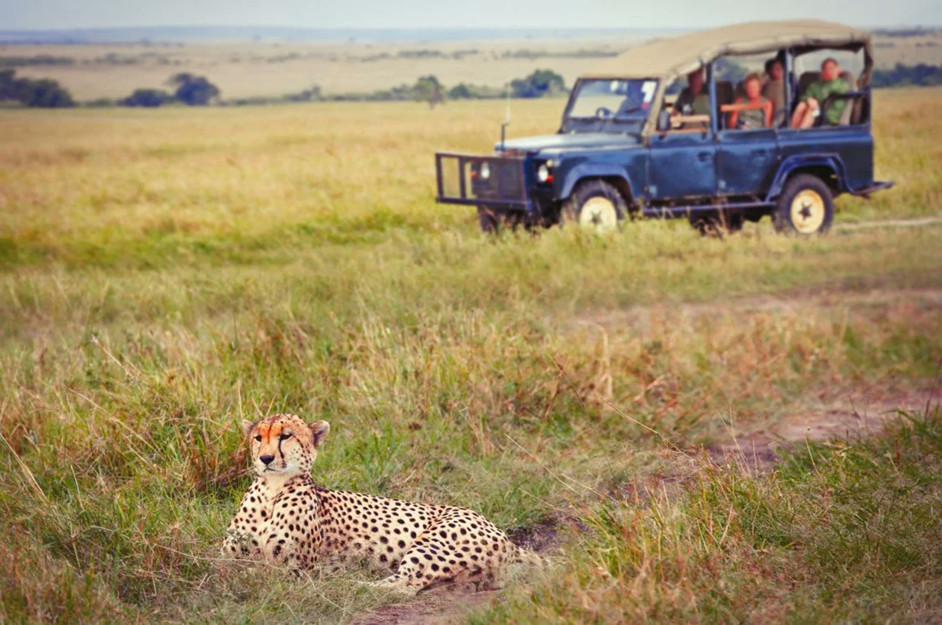 Cheetah with safari vehicle in background