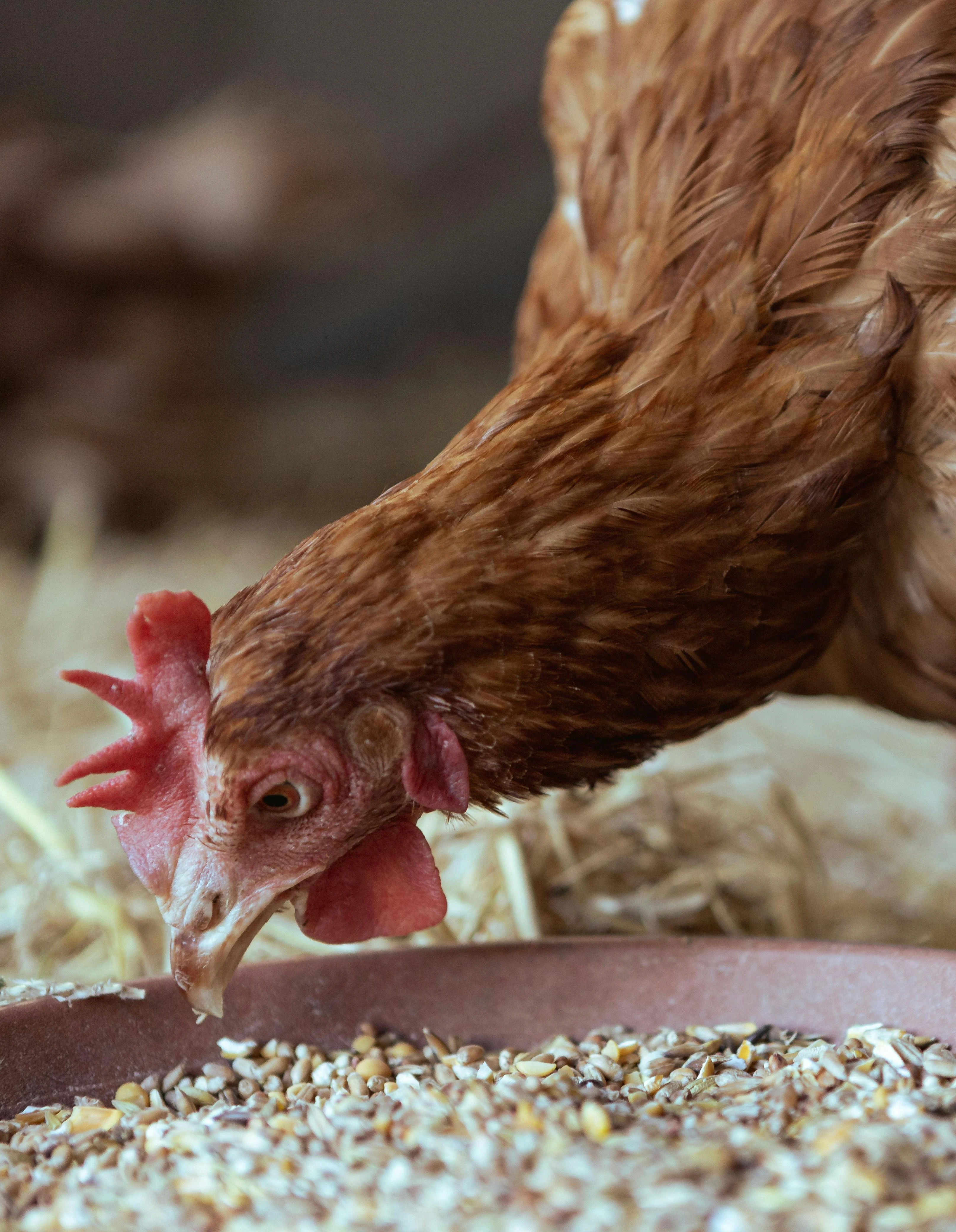 Nutrition animale bovin