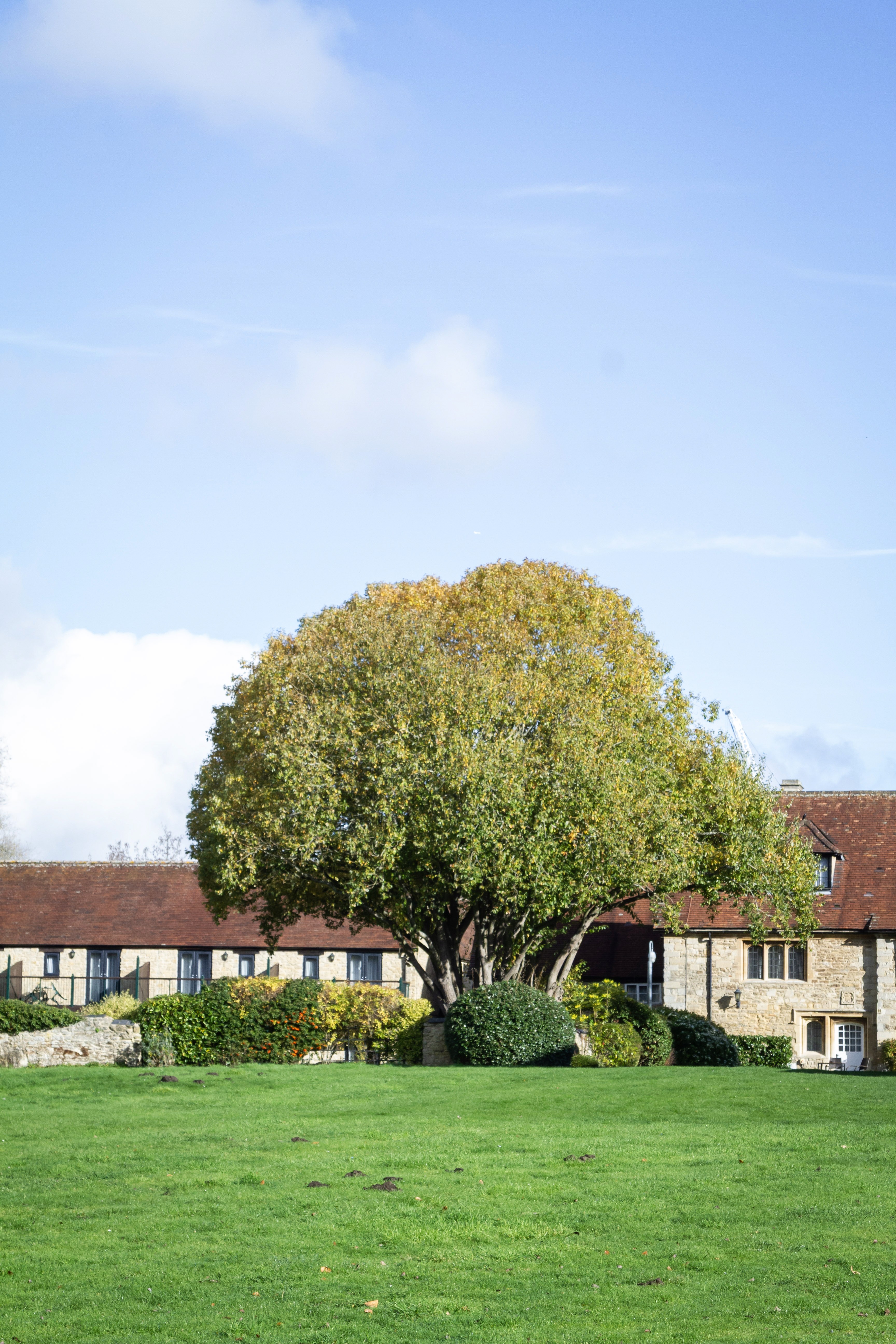 A large green tree outdoors.