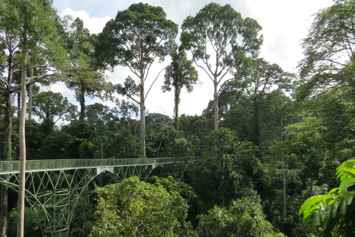 Rainforest Discovery Centre, Sepilok