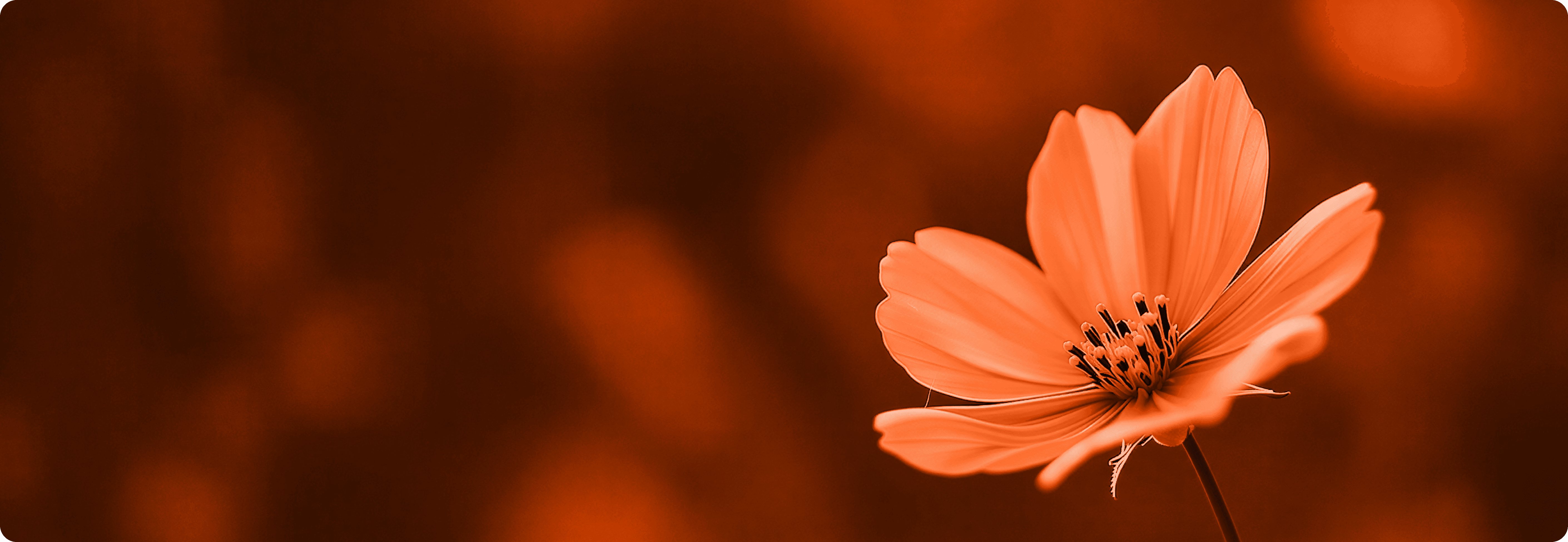 Single orange flower in soft focus,